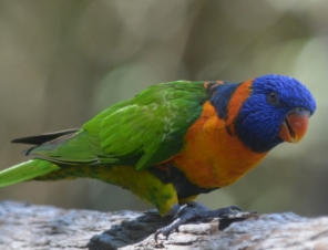 Lorikeet